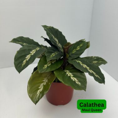 Calathea Maui Queen