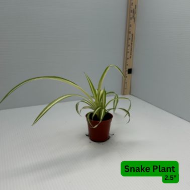 Spider Plants, Size: 2.5", Variety: Spider