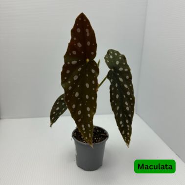 Begonias, Size: 4", Variety: Maculata