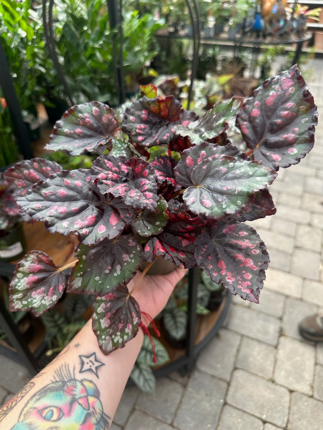 Begonias