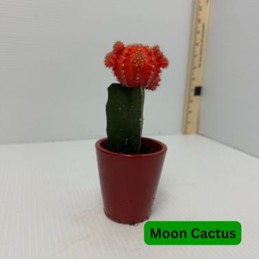 Moon Cactus