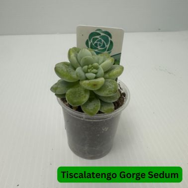 2.5" Succulents, Variety: Tiscalatengo Gorge Sedum