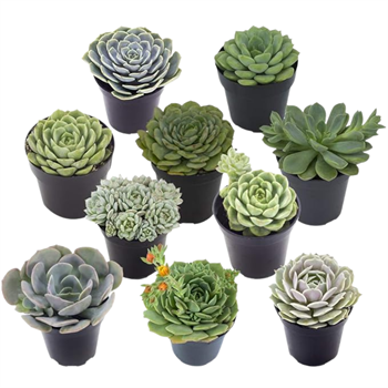 2.5" Succulents
