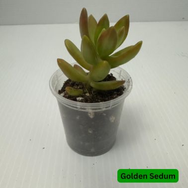 2.5" Succulents, Variety: Golden Sedum