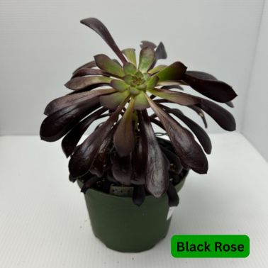 Black Rose