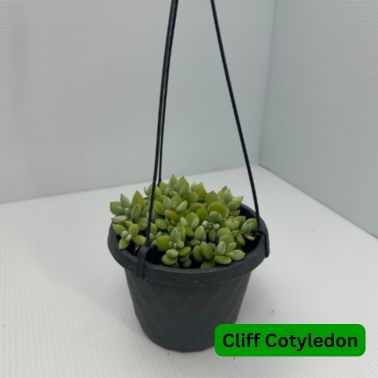 Cliff Cotyledon