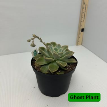 Ghost Plant