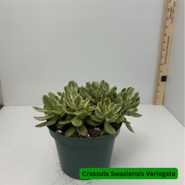 Crassula Swaziensis Variegata