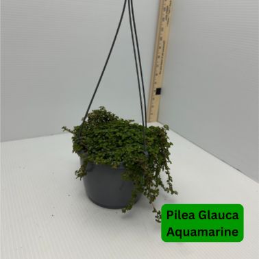 String of Silver Sparkle