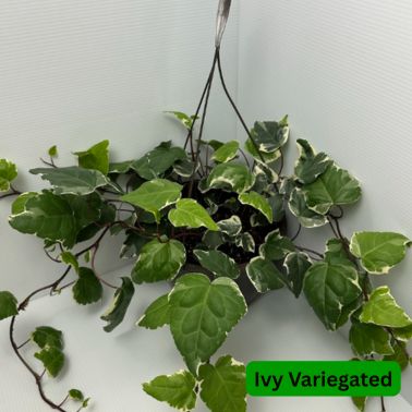 10" Ivy Variegated