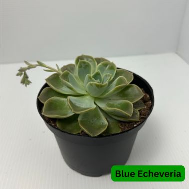 Blue Echeveria