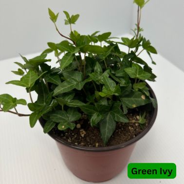 6" Ivy, Variety: Green Ivy