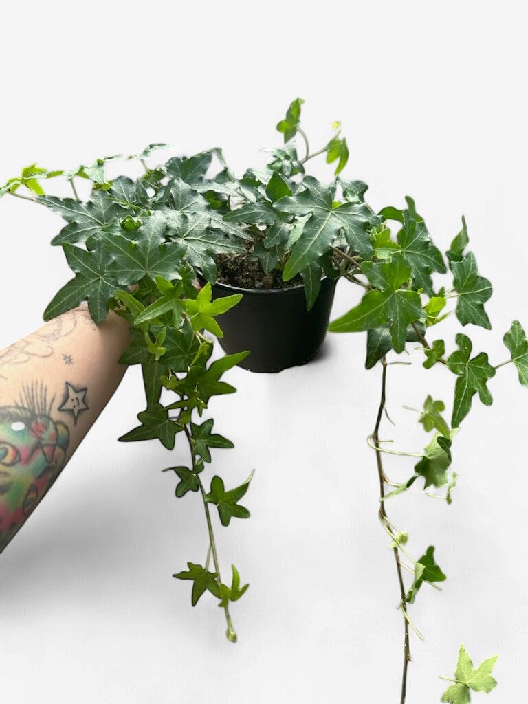 Ivys, Variety: Green Ivy