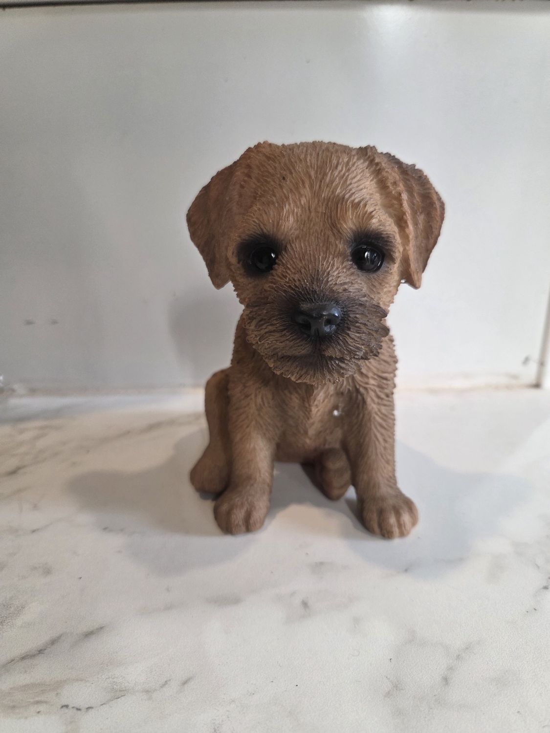 Border Terrier Puppy