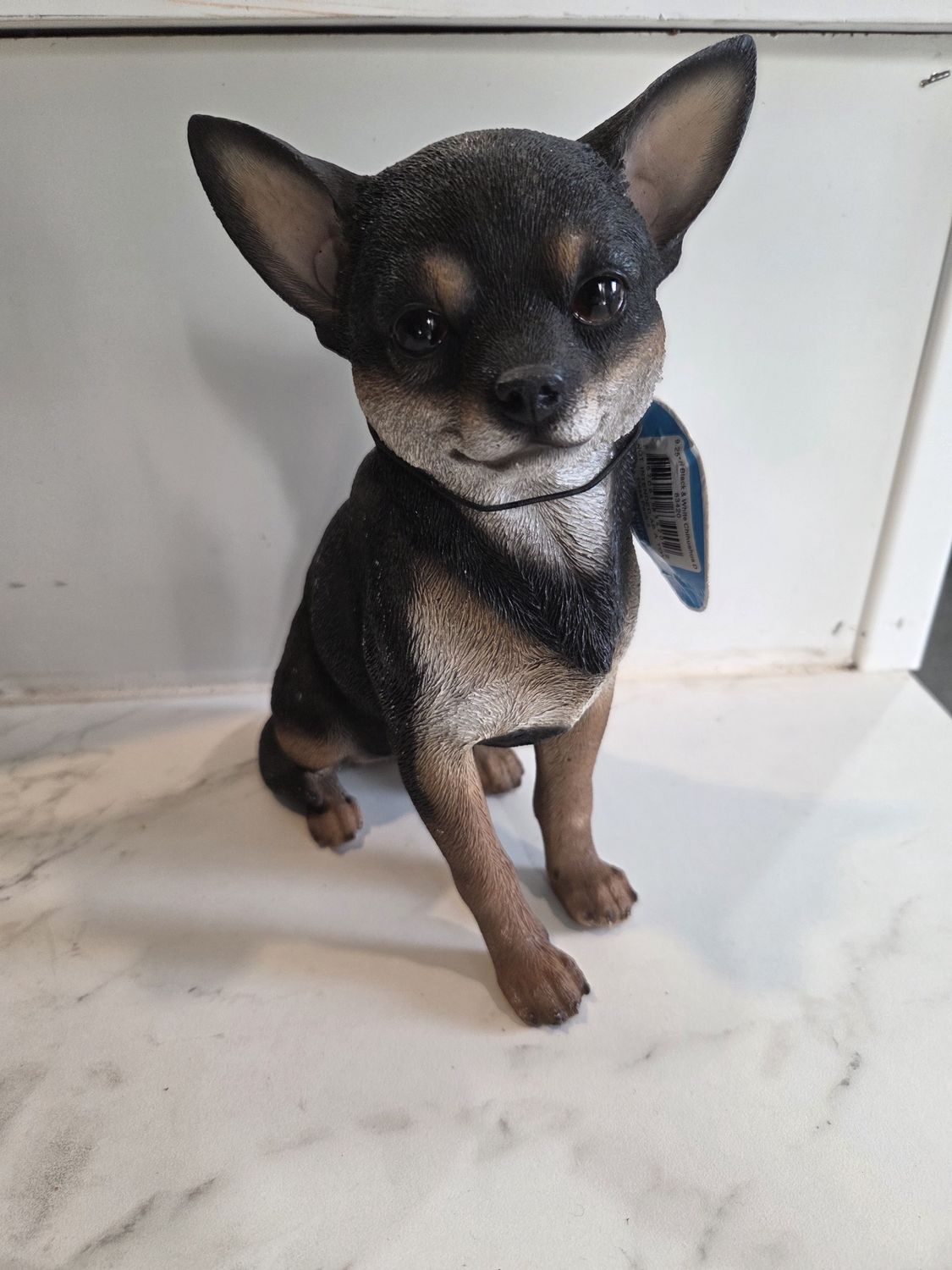 Chihuahua Black and White