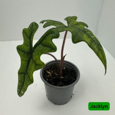 Alocasias, Variety: Jacklyn