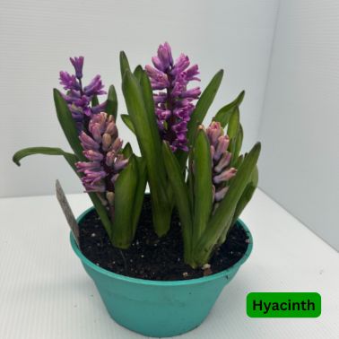 Easter Bulbs, Variety: Hyacinth