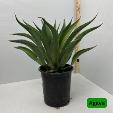 Agave