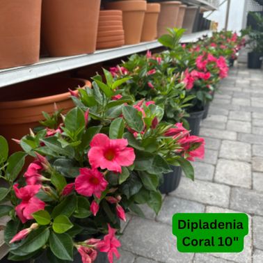 Dipladenia, Color: Coral, Type: 10" Pot