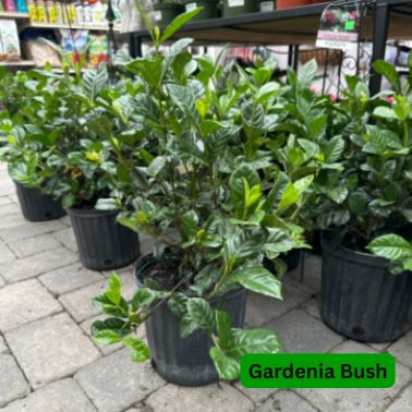 Gardenia, Type: Bush