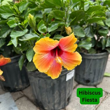 Hibiscus