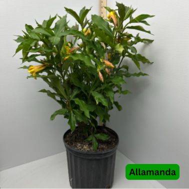 Allamanda