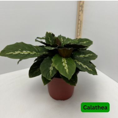 Calathea