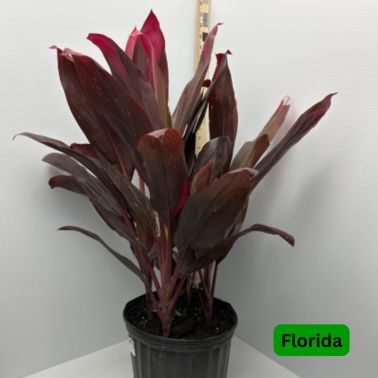 Cordyline, Variety: Florida