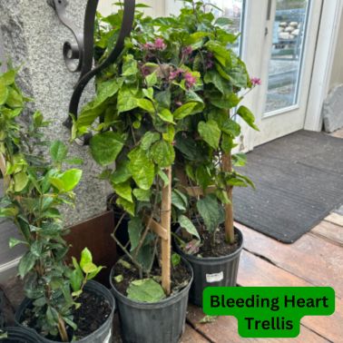 Bleeding Heart Trellis