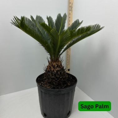 Sago Palm