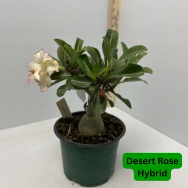 Desert Rose Hybrid