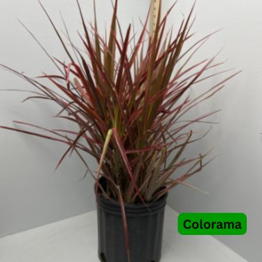 Dracaena, Variety: Colorama