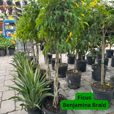 Ficus Tree Benjamina Braid