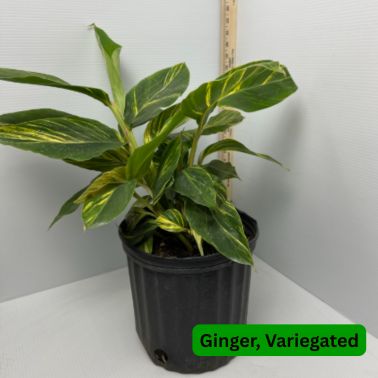 Ginger Variegated
