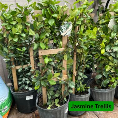 Jasmine, Type: Trellis