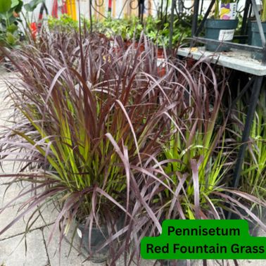 Pennisetum Red Fountain Grass