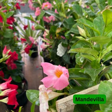 Mandevilla