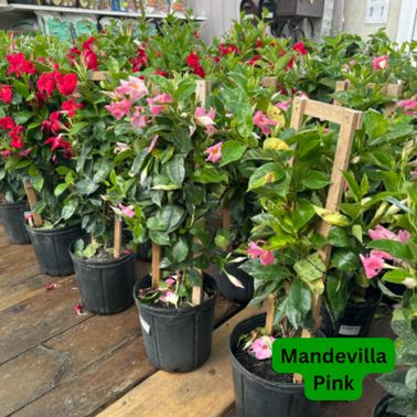Mandevilla, Variety: Pink Trellis