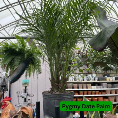 Pygmy Date Palm