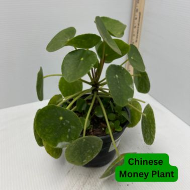 Money Plant