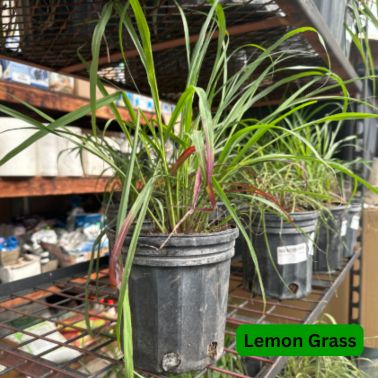 Lemon Grass