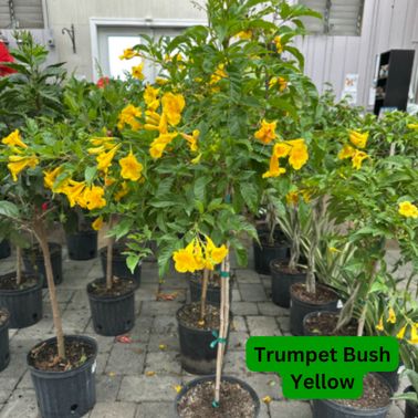 Trumpet Bush, Color: Yellow