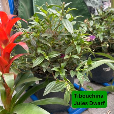 Tibouchina Jules Dwarf