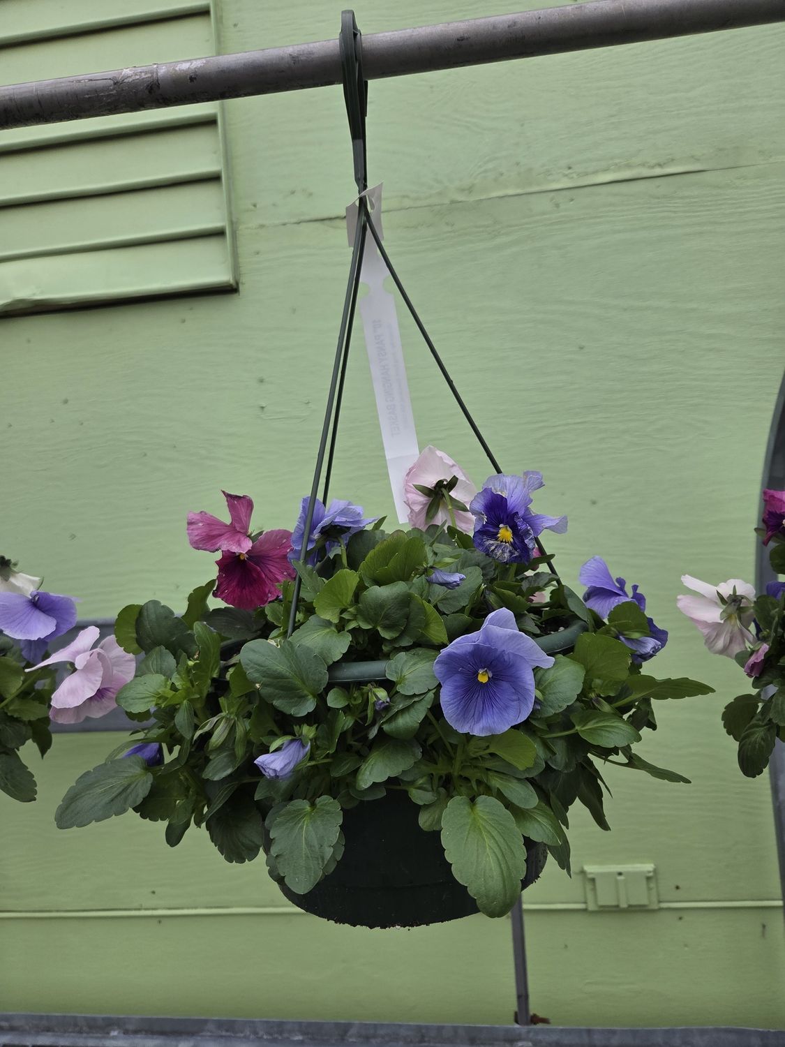 Pansy Hanging Baskets, Color: Delta Cotton Candy