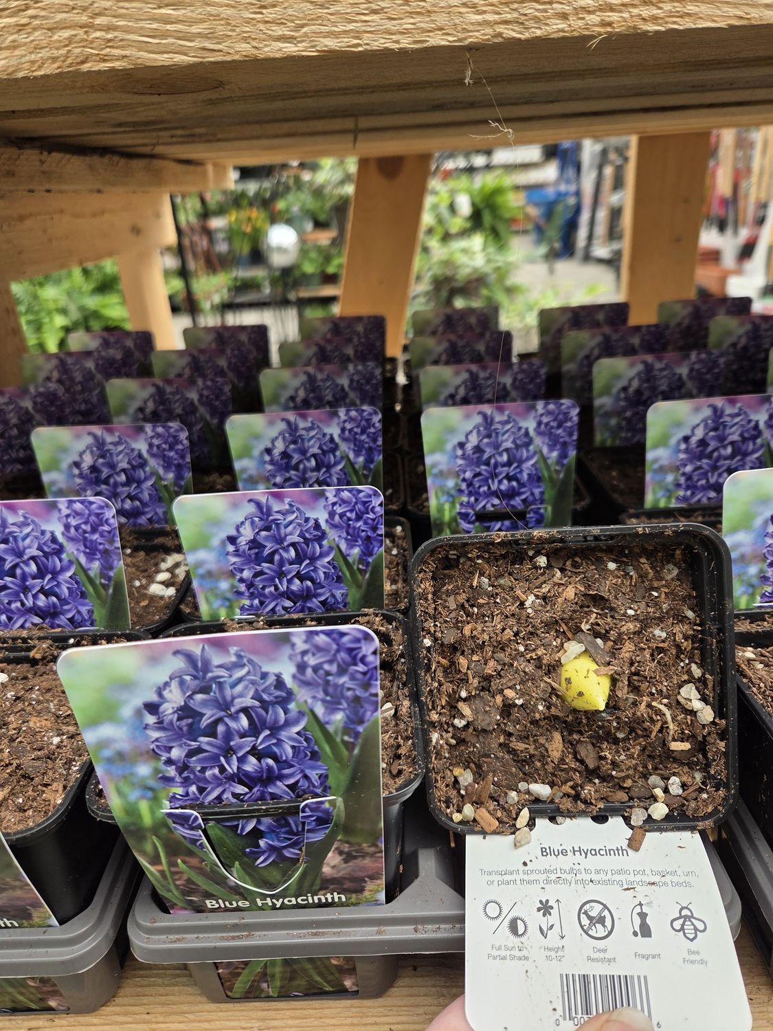 Sprouted Bulbs, Variety: Hyacinth Blue