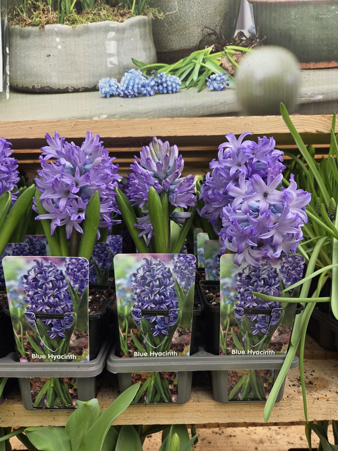 Sprouted Bulbs, Variety: Hyacinth Blue
