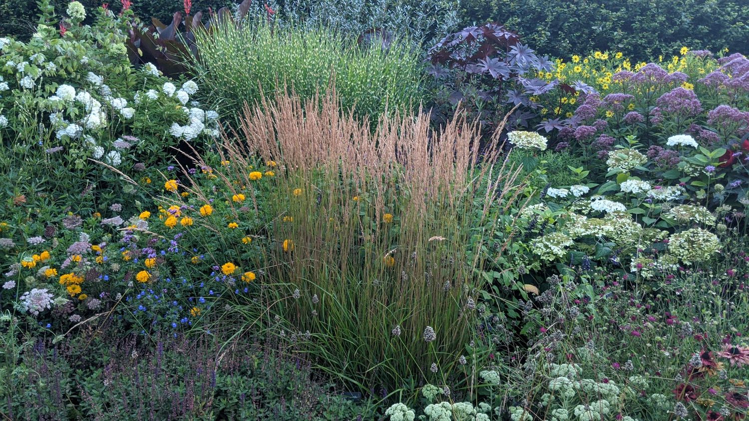 Karl Foerster Feather Reed Grass