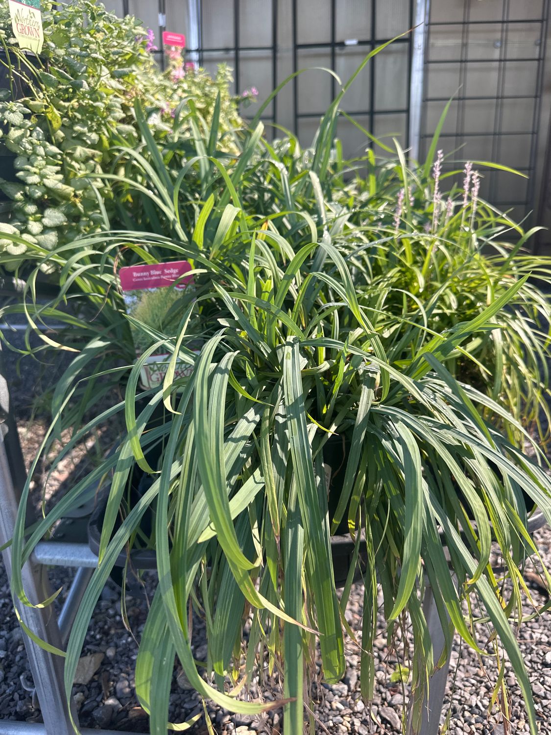 Bunny Blue Sedge Grass