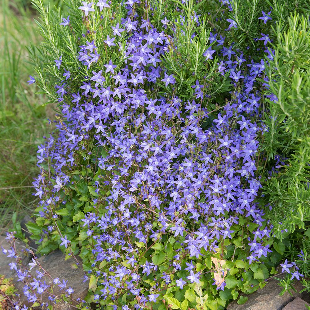 Campanula Poscharskyana - Serbian Bellflower