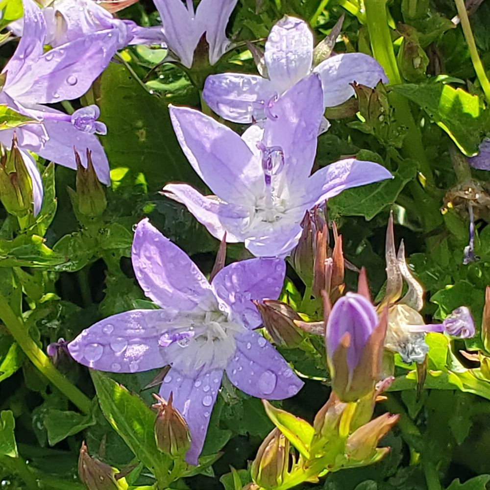 Campanula Poscharskyana - Serbian Bellflower
